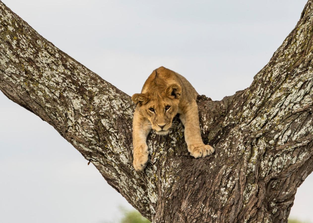 Ngorongoro Lodge Member Of Melia Collection - The Leading Hotels Of The World Экстерьер фото