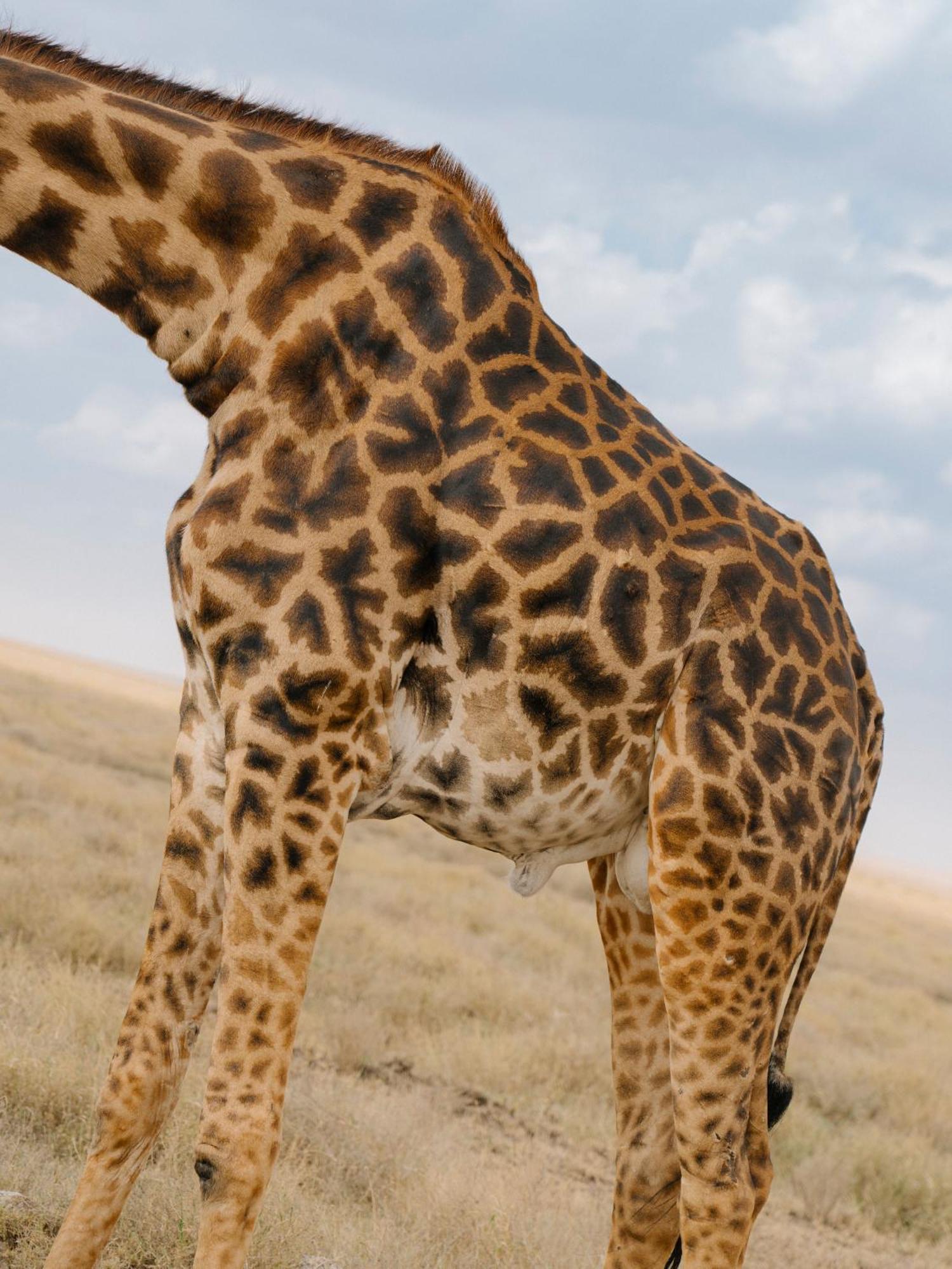 Ngorongoro Lodge Member Of Melia Collection - The Leading Hotels Of The World Экстерьер фото