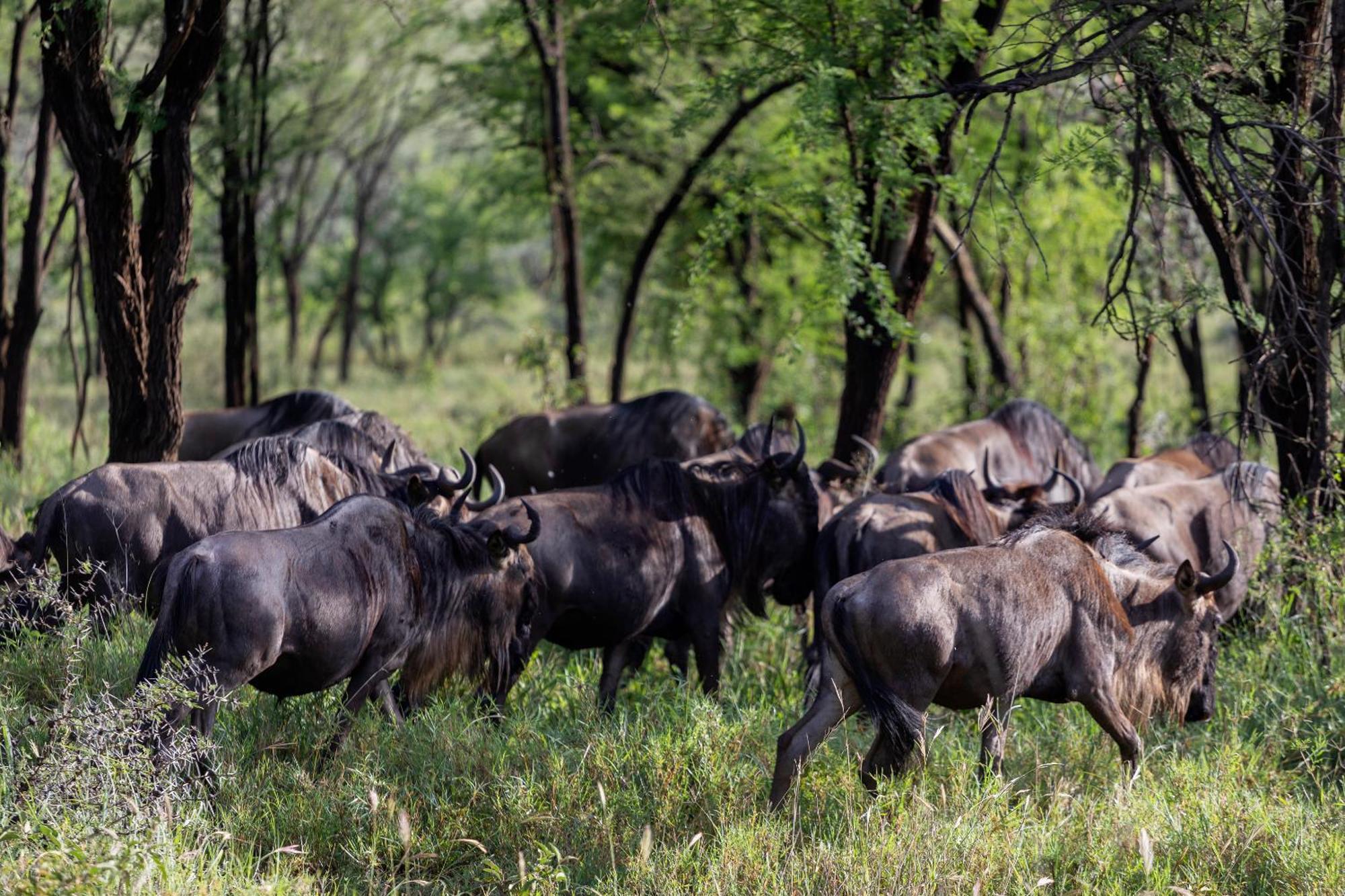 Ngorongoro Lodge Member Of Melia Collection - The Leading Hotels Of The World Экстерьер фото